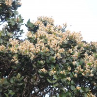 Calophyllum walkeri Wight